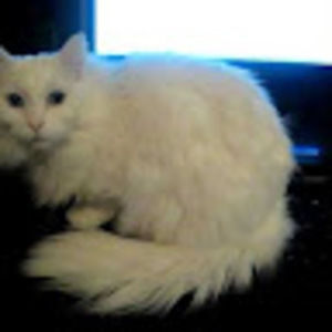 Meet your Posher, Hadley